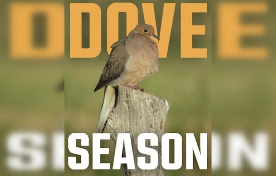 Oklahoma's Dove Hunting Season Takes Flight with Promising Increase in Bird Population
