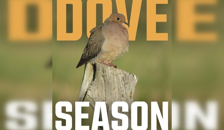 Oklahoma's Dove Hunting Season Takes Flight with Promising Increase in Bird Population