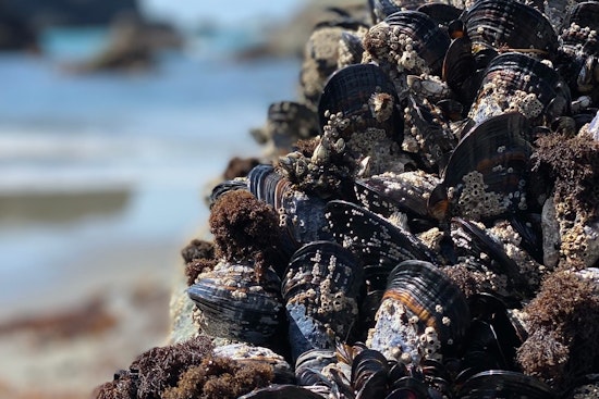 Oregon Authorities Impose Mussel Harvesting Ban Along Central and Northern Coast Due to Toxin Risks