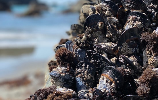 Oregon Authorities Impose Mussel Harvesting Ban Along Central and Northern Coast Due to Toxin Risks