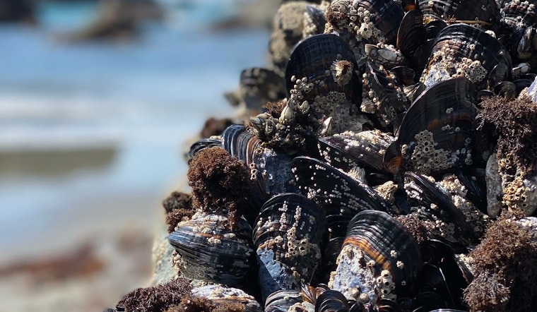 Oregon Authorities Impose Mussel Harvesting Ban Along Central and Northern Coast Due to Toxin Risks
