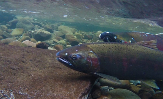 Oregon Rekindles Legal Challenge Against Federal Government to Protect Columbia Basin Salmon