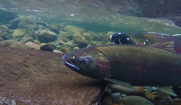 Oregon Rekindles Legal Challenge Against Federal Government to Protect Columbia Basin Salmon