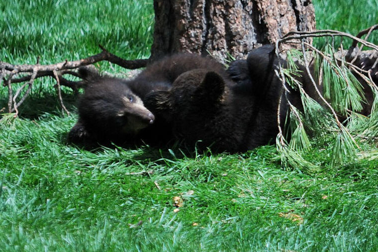 Orphaned Black Bear Cubs Ursula and Yzma Set for Public Debut at Columbus Zoo
