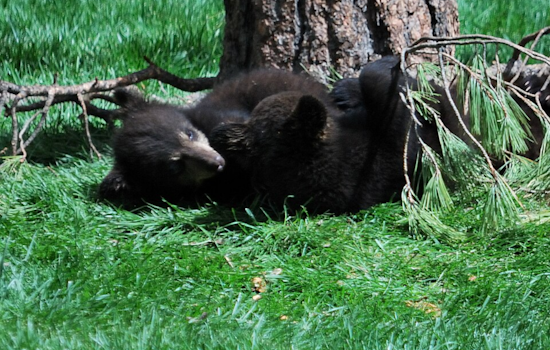 Orphaned Black Bear Cubs Ursula and Yzma Set for Public Debut at Columbus Zoo