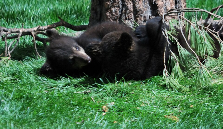 Orphaned Black Bear Cubs Ursula and Yzma Set for Public Debut at Columbus Zoo