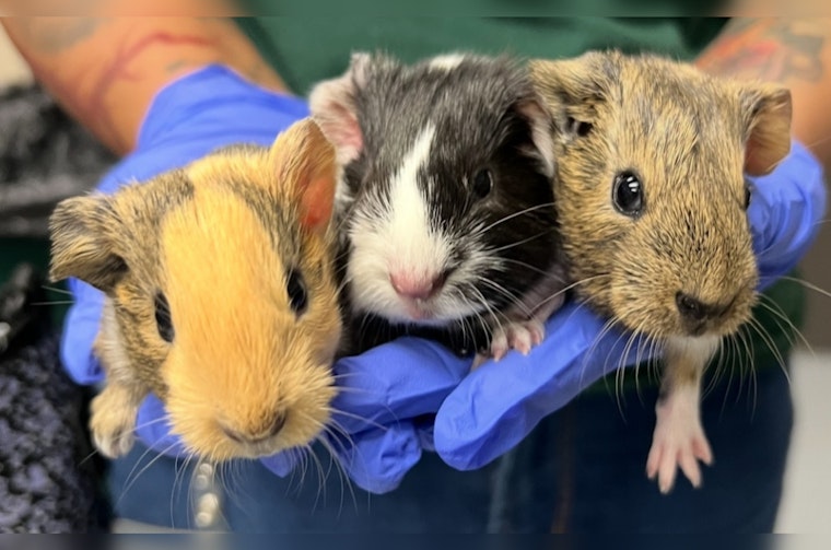 Over 100 Guinea Pigs Rescued from Las Vegas Hoarding Case by Nevada SPCA, Adoption Support Sought
