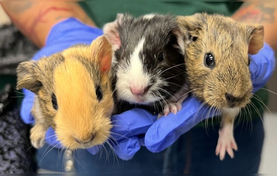 Over 100 Guinea Pigs Rescued from Las Vegas Hoarding Case by Nevada SPCA, Adoption Support Sought