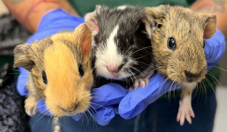 Over 100 Guinea Pigs Rescued from Las Vegas Hoarding Case by Nevada SPCA, Adoption Support Sought