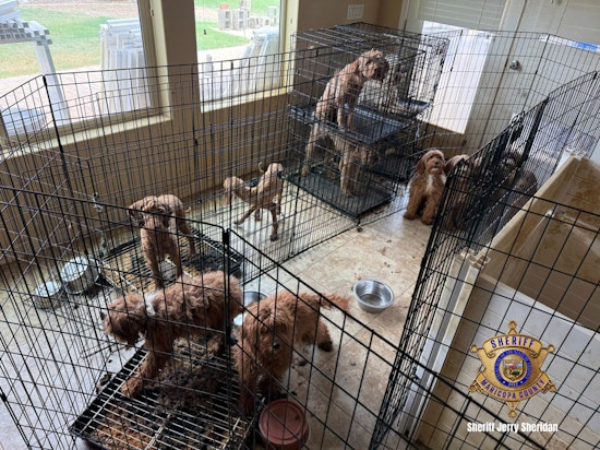 Over 70 Dogs Rescued from Suspected Breeding Operation in Litchfield Park, Homeowners May Face Charges