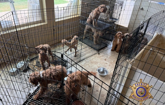 Over 70 Dogs Rescued from Suspected Breeding Operation in Litchfield Park, Homeowners May Face Charges