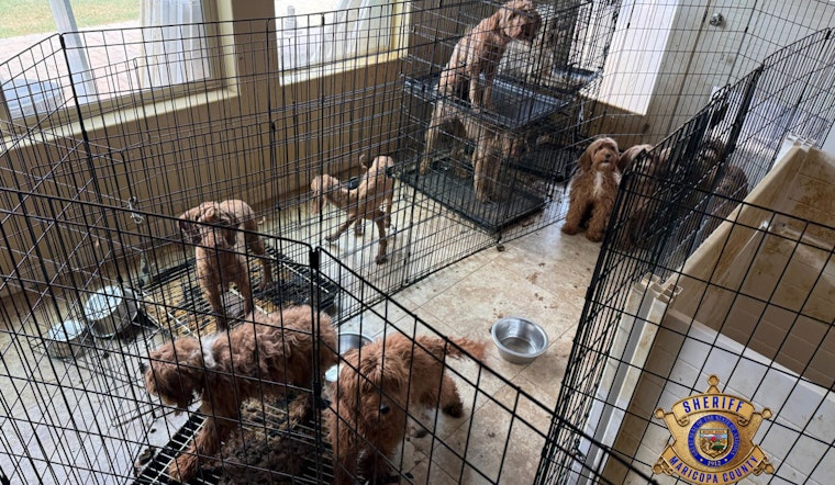 Over 70 Dogs Rescued from Suspected Breeding Operation in Litchfield Park, Homeowners May Face Charges
