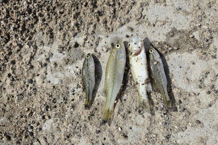 Partial Fish Kill at Sweitzer Lake State Park Amid Low Oxygen Levels, Hope for Recovery Persists