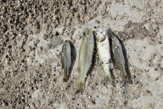 Partial Fish Kill at Sweitzer Lake State Park Amid Low Oxygen Levels, Hope for Recovery Persists