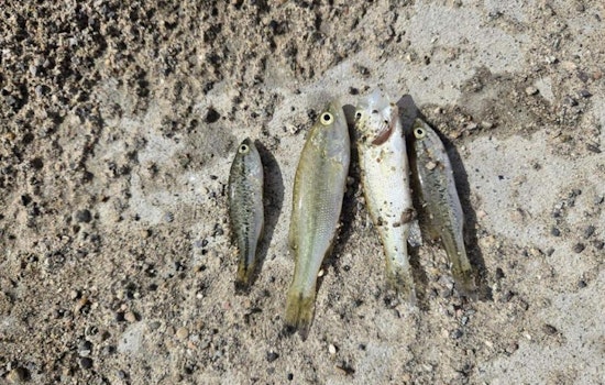 Partial Fish Kill at Sweitzer Lake State Park Amid Low Oxygen Levels, Hope for Recovery Persists