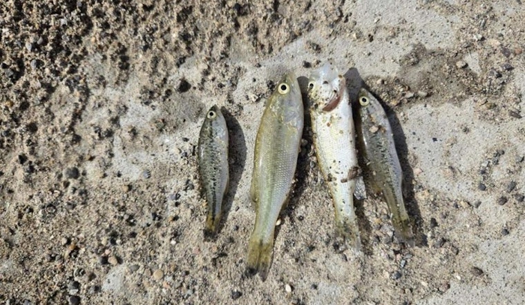 Partial Fish Kill at Sweitzer Lake State Park Amid Low Oxygen Levels, Hope for Recovery Persists