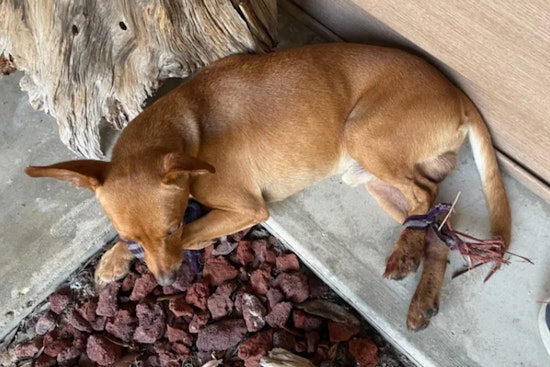 PETA Offers $5,000 Reward for Information on Ruskin Dog Abuse Case in Hillsborough County