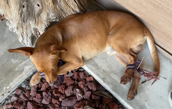 PETA Offers $5,000 Reward for Information on Ruskin Dog Abuse Case in Hillsborough County