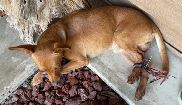 PETA Offers $5,000 Reward for Information on Ruskin Dog Abuse Case in Hillsborough County