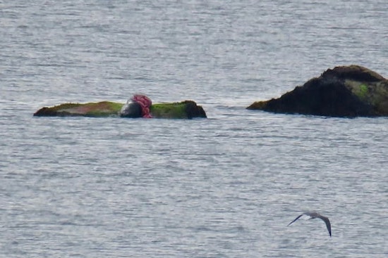 Plymouth Beaches Closed for Swimming Amid Shark Sighting Off Manomet Point