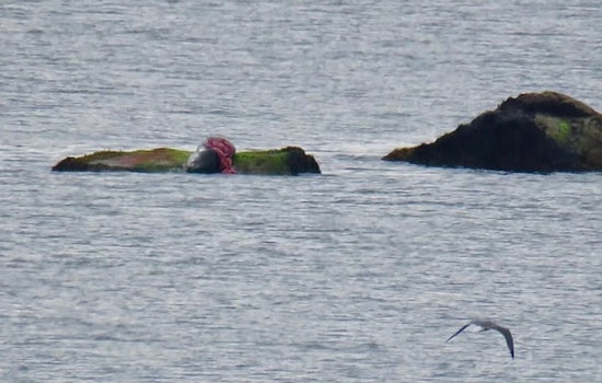 Plymouth Beaches Closed for Swimming Amid Shark Sighting Off Manomet Point