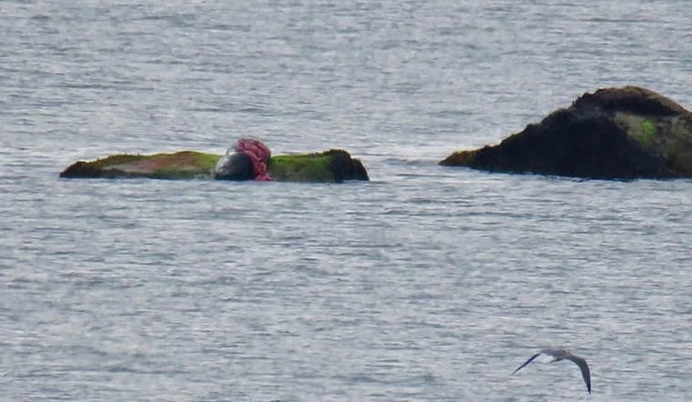 Plymouth Beaches Closed for Swimming Amid Shark Sighting Off Manomet Point