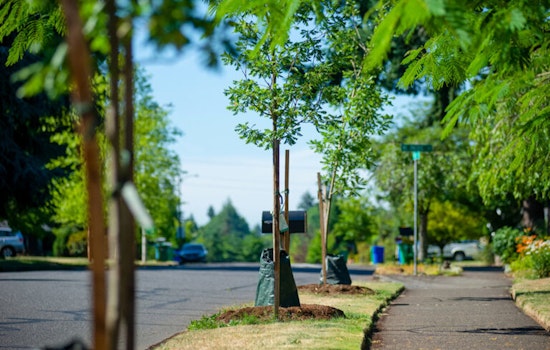 Portland's Urban Canopy Flourishes with 15% Increase in Street Trees Over the Decade
