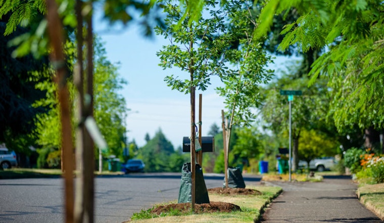 Portland's Urban Canopy Flourishes with 15% Increase in Street Trees Over the Decade