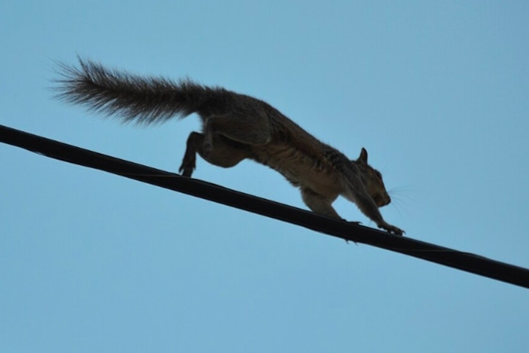 Power Restored in Wake Forest After Squirrel Sparks Major Outage Affecting Over 600 Customers
