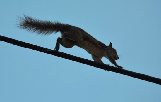 Power Restored in Wake Forest After Squirrel Sparks Major Outage Affecting Over 600 Customers