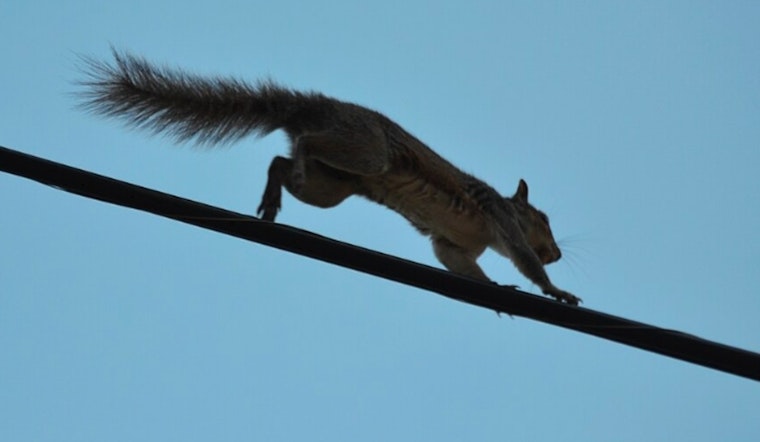 Power Restored in Wake Forest After Squirrel Sparks Major Outage Affecting Over 600 Customers