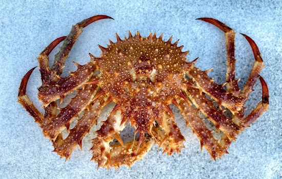 Puget Sound Winter Crabbing Season Set to Begin October 1st with High Hopes for Bountiful Harvests