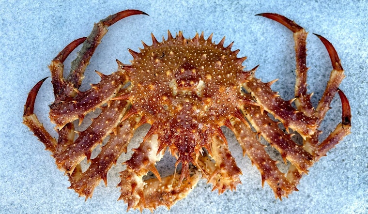 Puget Sound Winter Crabbing Season Set to Begin October 1st with High Hopes for Bountiful Harvests