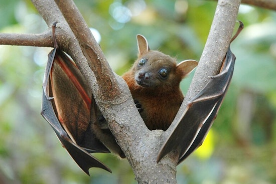 Rabies Alert in Matthews NC after Bat Tests Positive and Health Officials Urge Precaution