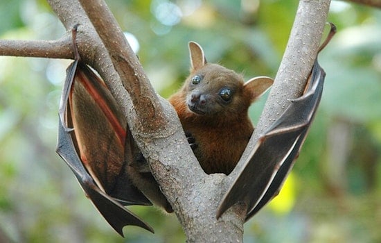 Rabies Alert in Matthews NC after Bat Tests Positive and Health Officials Urge Precaution