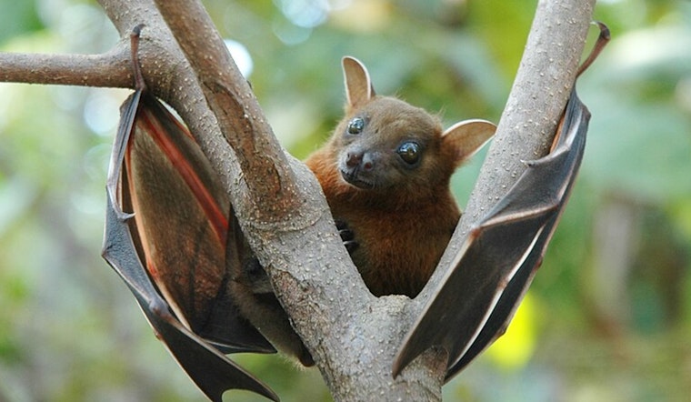 Rabies Alert in Matthews NC after Bat Tests Positive and Health Officials Urge Precaution