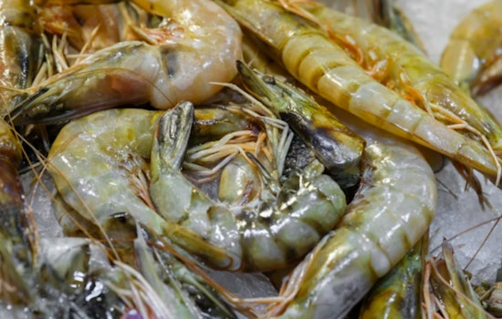 Radioactive Shrimp Shockwave, Over 85k Packs Pulled from Stores Amid Cancer Risk Fears