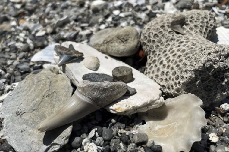 Raleigh's 'All About Fossils' Event Offers Insightful Journey into North Carolina's Prehistoric Past
