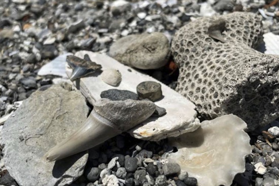 Raleigh's 'All About Fossils' Event Offers Insightful Journey into North Carolina's Prehistoric Past