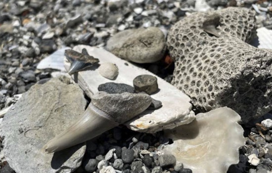 Raleigh's 'All About Fossils' Event Offers Insightful Journey into North Carolina's Prehistoric Past