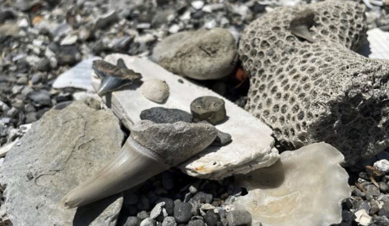 Raleigh's 'All About Fossils' Event Offers Insightful Journey into North Carolina's Prehistoric Past
