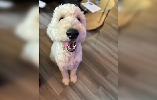 Rancho Cordova's ASAP Program Aids in Recovery of Local Dog, Bentley, Promotes Pet Wellness Support