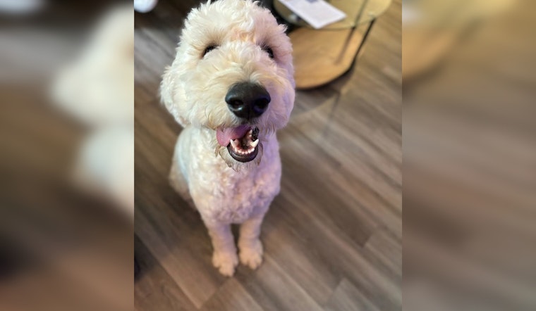 Rancho Cordova's ASAP Program Aids in Recovery of Local Dog, Bentley, Promotes Pet Wellness Support