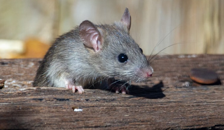 Rat Infestation at Central Park Playgrounds Horrifies Parents, NYC's Efforts Fall Short