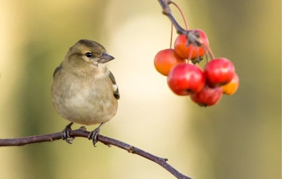 Revolutionary 'BIRDBASE' Dataset Unveiled by Conservation Biologist Çağan Şekercioğlu, Offering In-Depth Look at Global Bird Species Traits