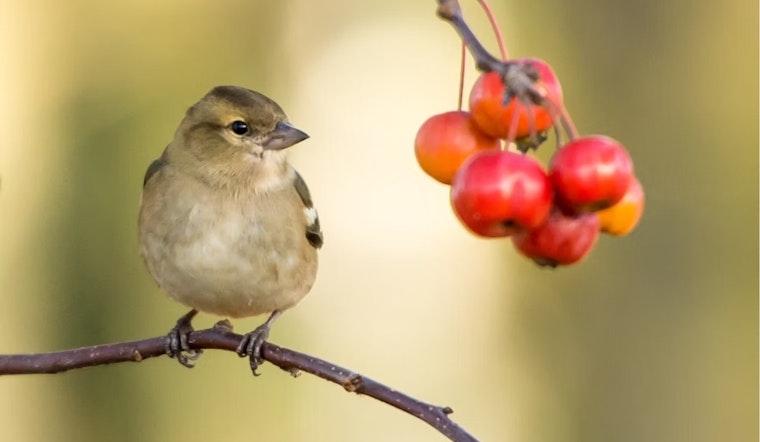 Revolutionary 'BIRDBASE' Dataset Unveiled by Conservation Biologist Çağan Şekercioğlu, Offering In-Depth Look at Global Bird Species Traits
