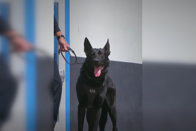 Roseville Celebrates National Police K-9 Day, Honoring Four-Legged Officers and Their Handlers