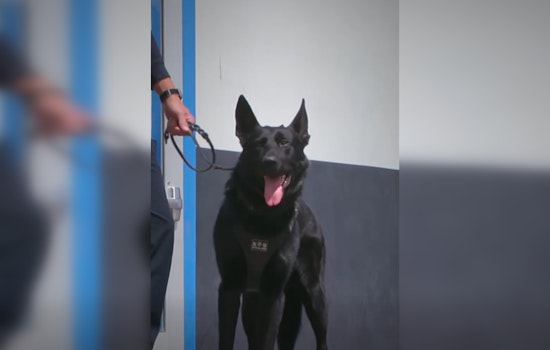 Roseville Celebrates National Police K-9 Day, Honoring Four-Legged Officers and Their Handlers