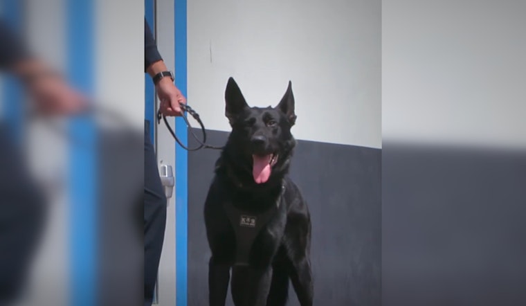 Roseville Celebrates National Police K-9 Day, Honoring Four-Legged Officers and Their Handlers