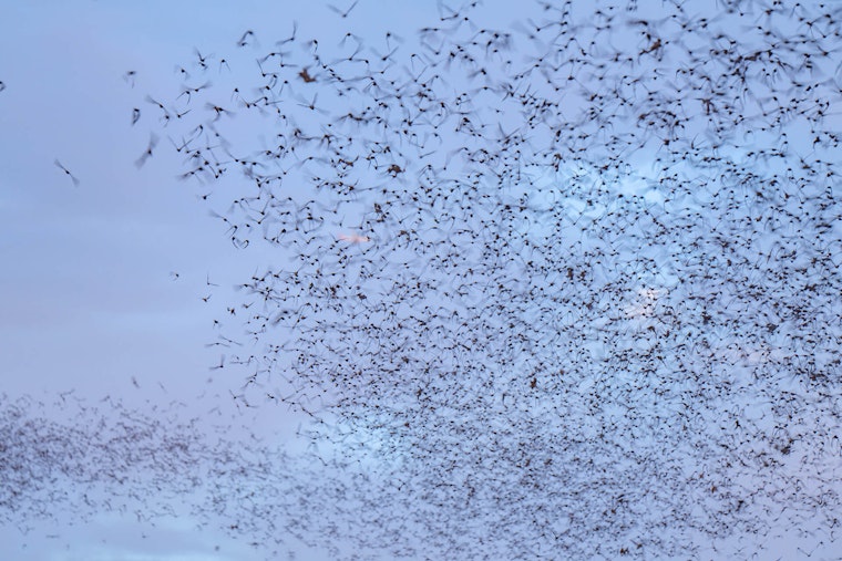 Round Rock's Mexican Free-Tailed Bats Prepare for Annual Migration as Spectators Marvel at McNeil Bridge Displays